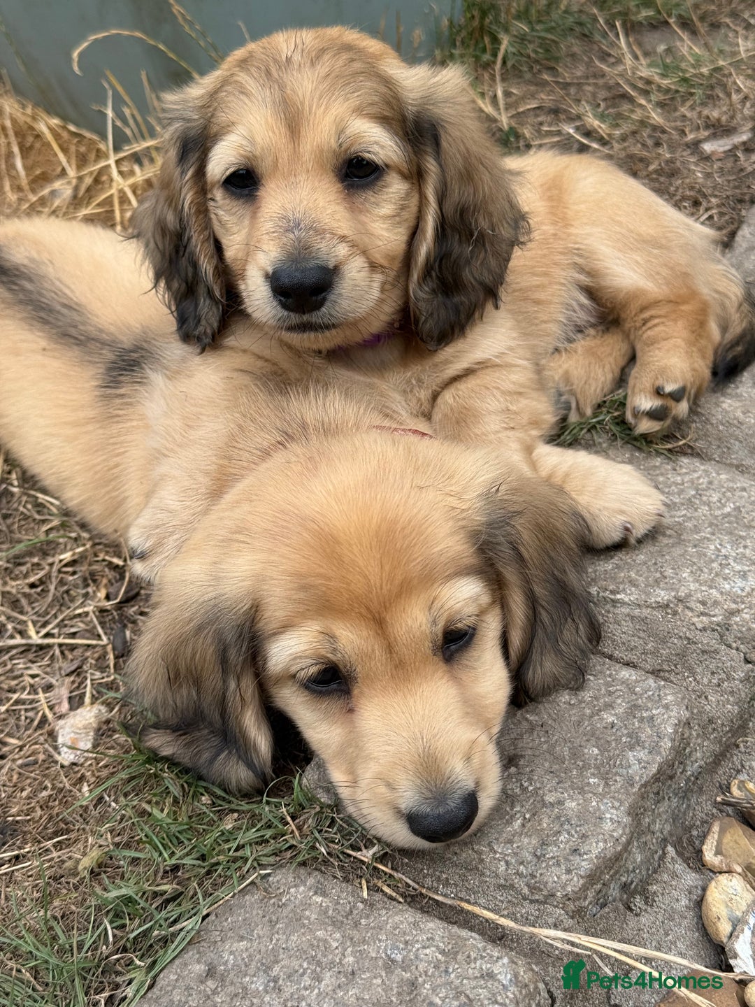 Miniature Dachshund dogs for sale: 2 Male ready to leave Miniature Dachshund  - Image 5