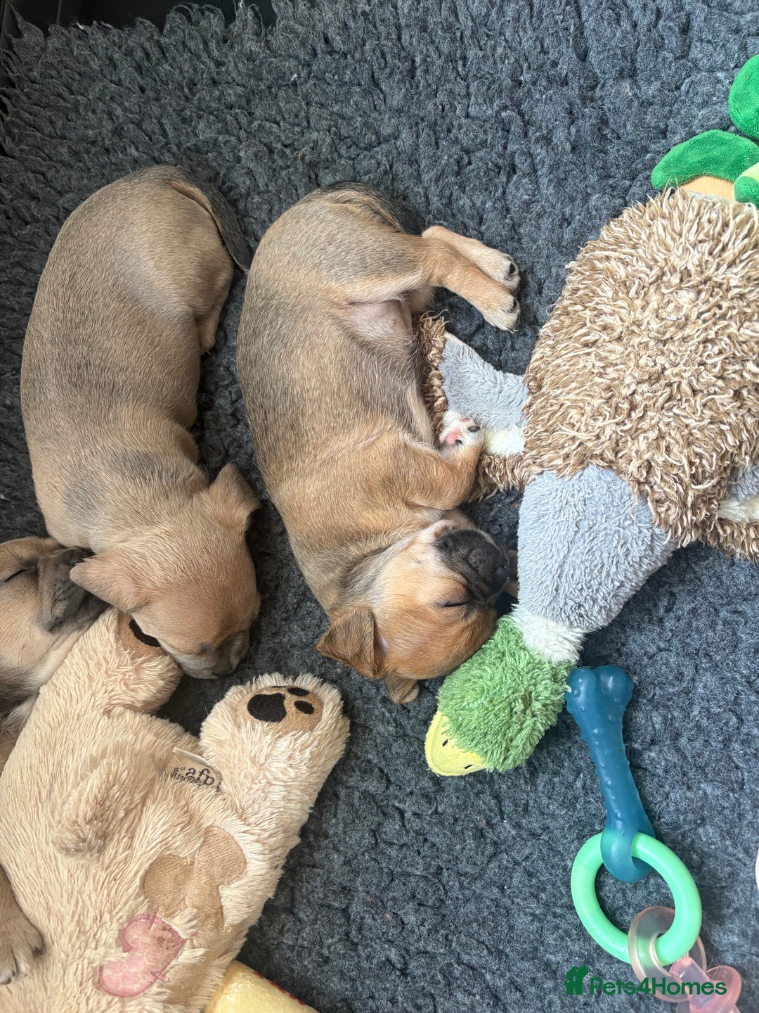 Mixed Breed dogs for sale: French bullhuahua - Image 29
