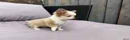 Chihuahua dogs for sale: **PRICE REDUCTION** 🐾🩶 READY TO GO LAST TINY BOY - Advert 4
