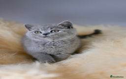 British Shorthair cats for sale: GCCF reg blue kittens  - Image 19