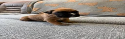 Boxer dogs for sale: Beautiful, KC registerd boxer puppies for sale in Canvey Island - Advert 16