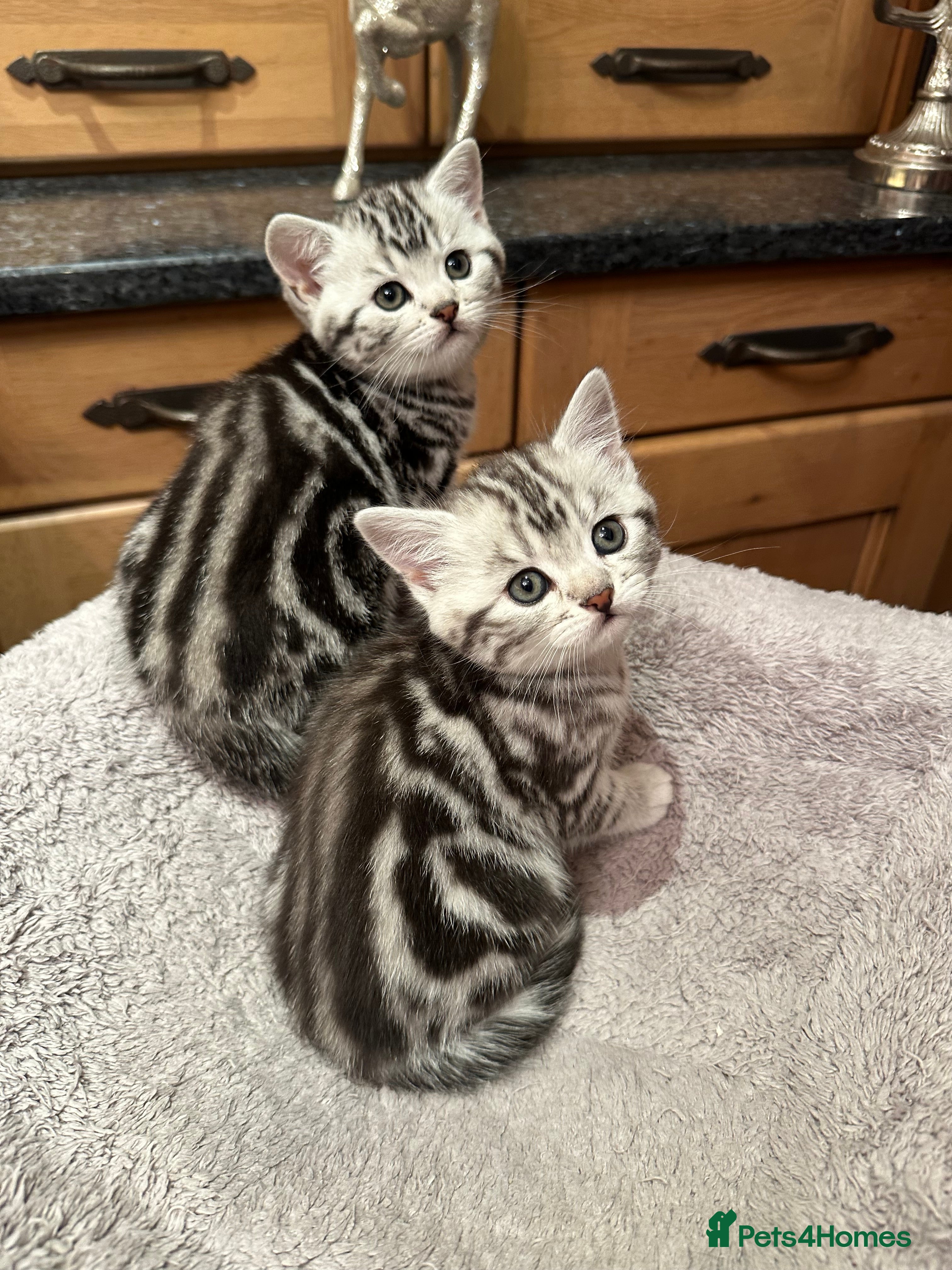 British Shorthair cats Beautiful litter ofBSH  Silver Tabby Kittens - Advert 2