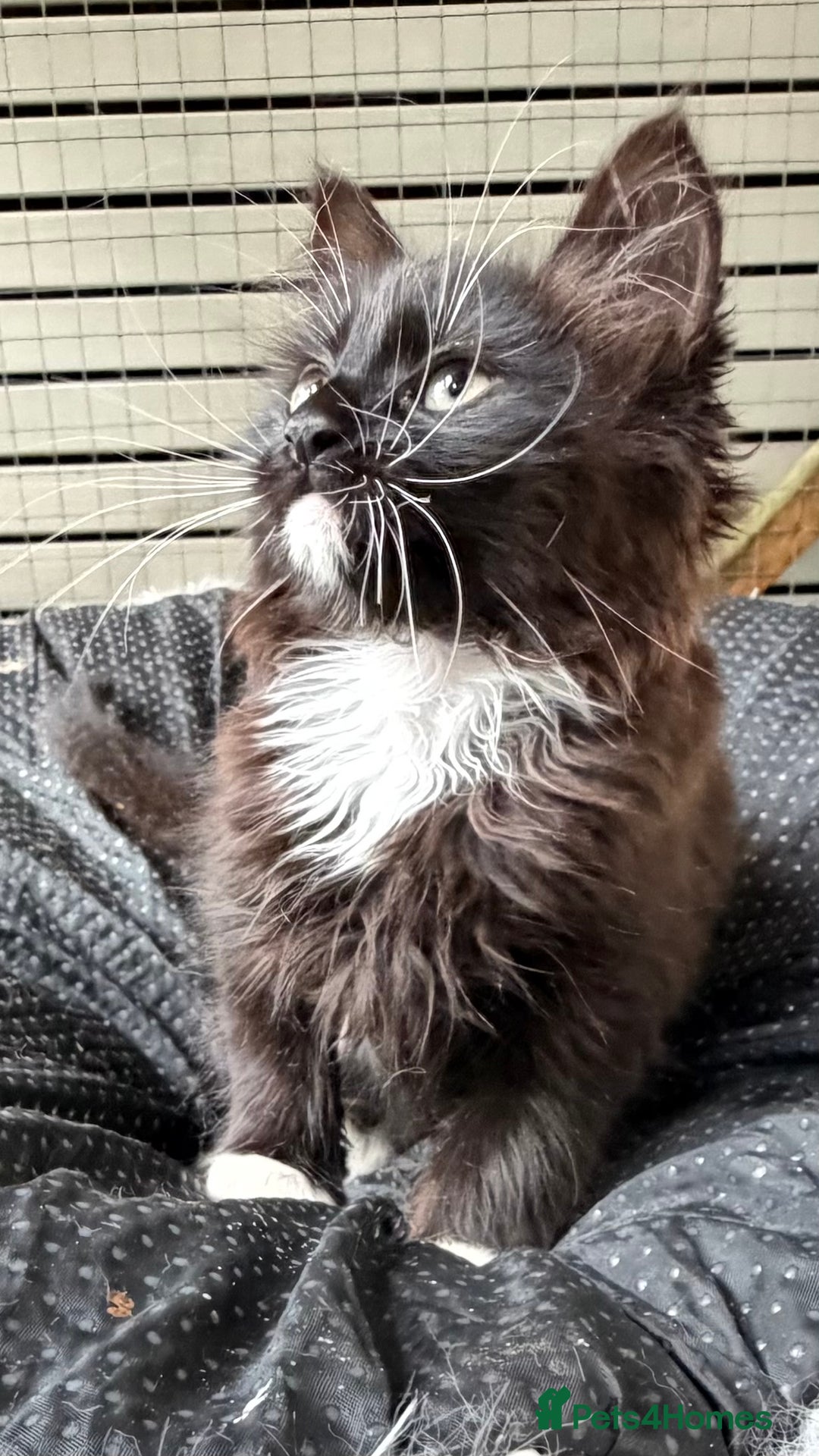 Mixed Breed cats for sale: Mixed bsh kittens looking forever homes  - Advert 5