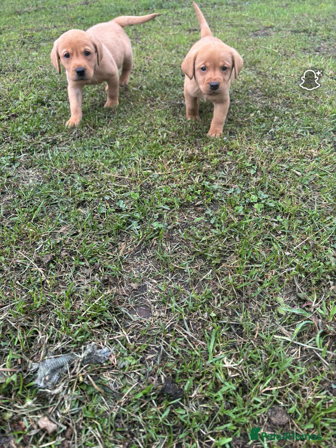 Labrador Retriever dogs for sale: Gorgeous Labrador puppies - Image 12