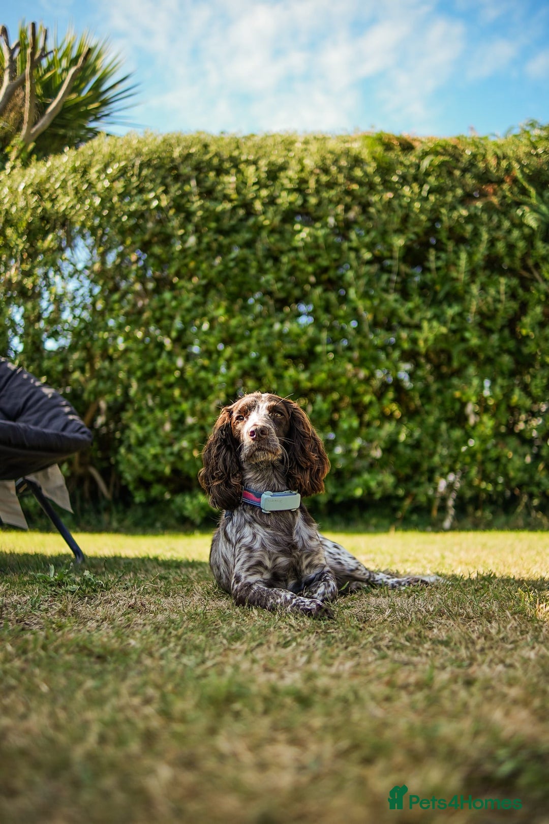 Cocker Spaniel dogs for sale: KC Registered Working Cocker Spaniel Puppies  - Advert 29