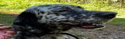 English Setter dogs for adoption: Selva in Penryn - Advert 4