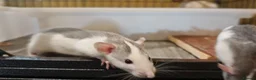 Rat rodents for sale: READY NOW! Updated. Gorgeous fancy dumbo rats - Advert 5