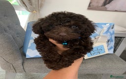 Toy Poodle dogs for sale: Chocolate toy poodles  - Image 3