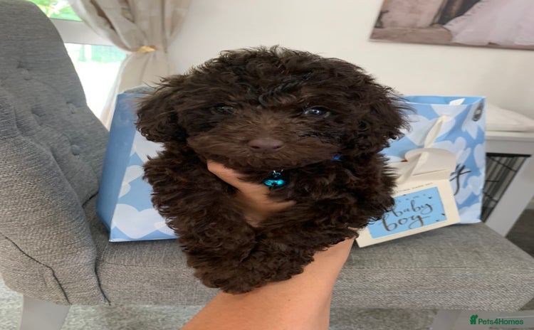 Toy Poodle dogs - Advert 11