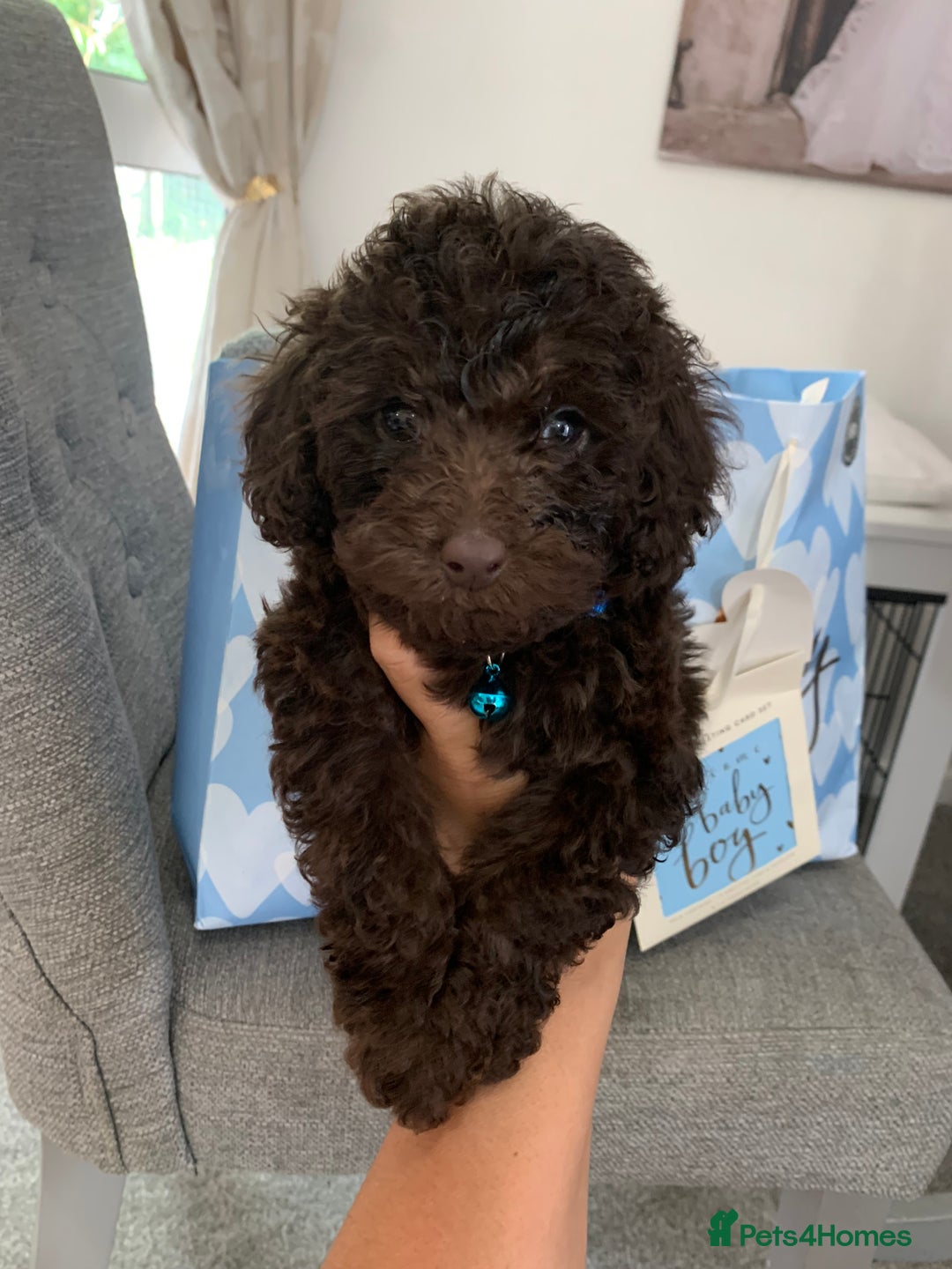 Toy Poodle dogs for sale: Chocolate toy poodles  - Image 3