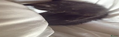 Domestic Shorthair 1