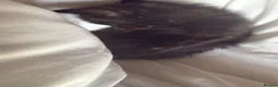 Domestic Shorthair cats for sale: Black kittens  - Advert 2