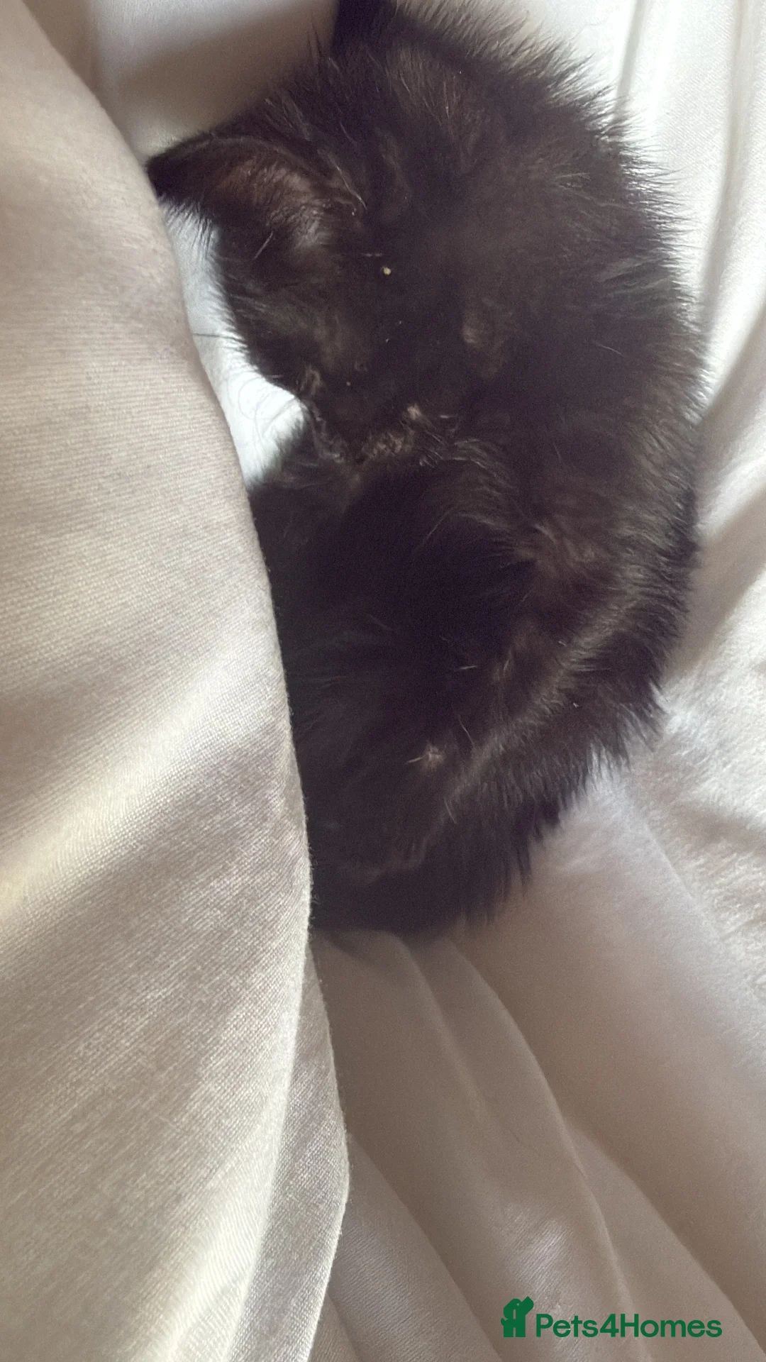 Domestic Shorthair cats for sale: Black kittens  - Advert 2