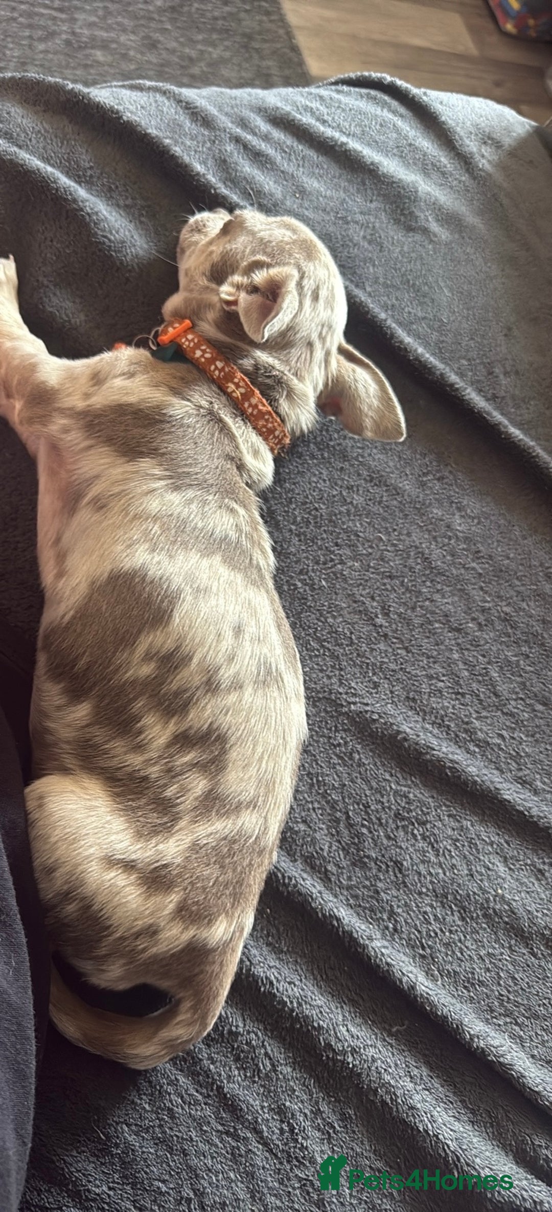 Chihuahua dogs for sale: Female chihuahua  - Image 4