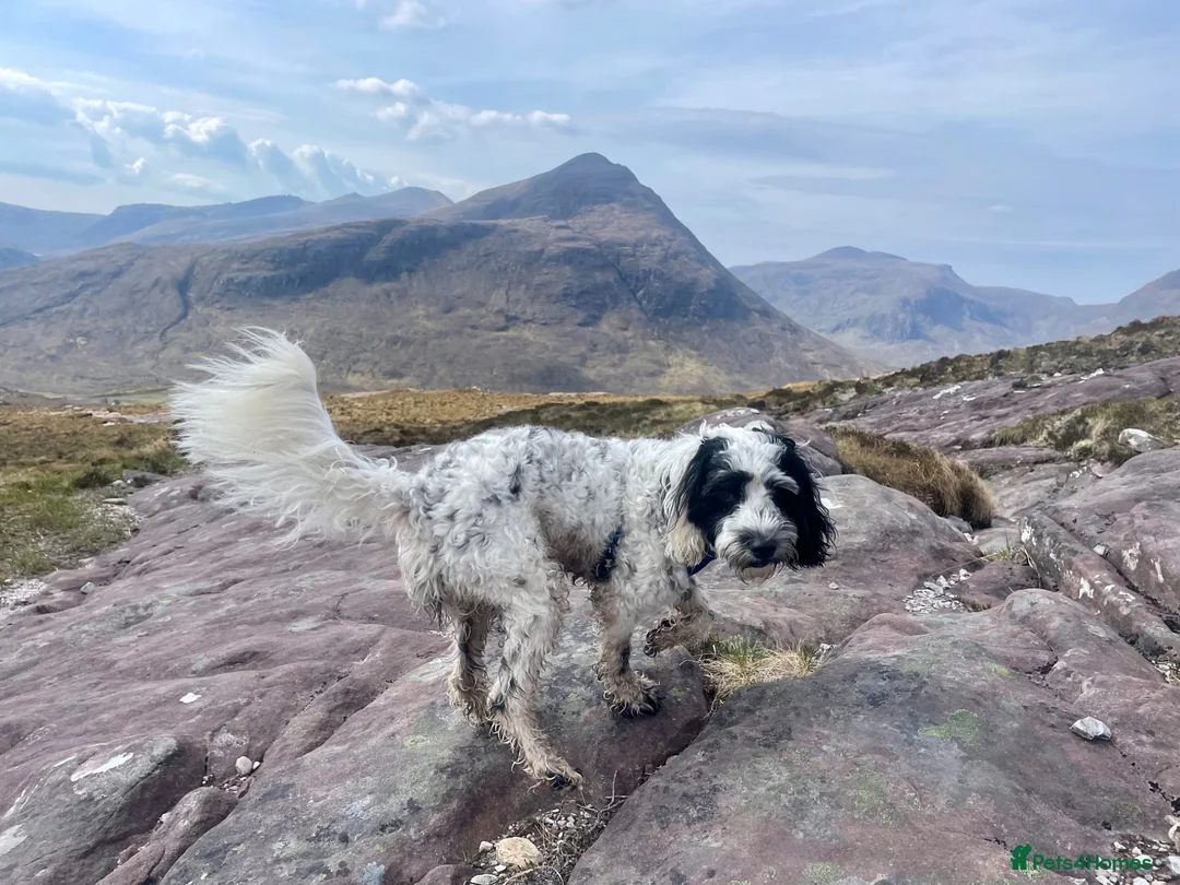 Sproodle dogs for stud: Sproodle for Stud in Beauly - Advert 2