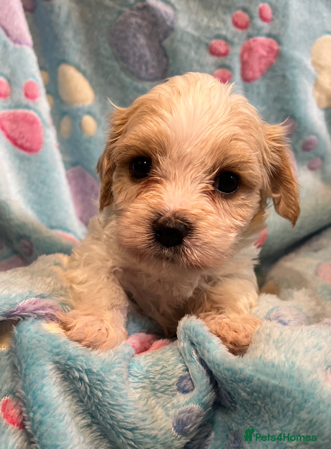 Cavachon dogs for sale: Beautiful Litter of Cavachon Puppies - Image 12
