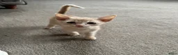 Siamese cats for sale: Siamese British Short Hair X in Preston - Advert 2
