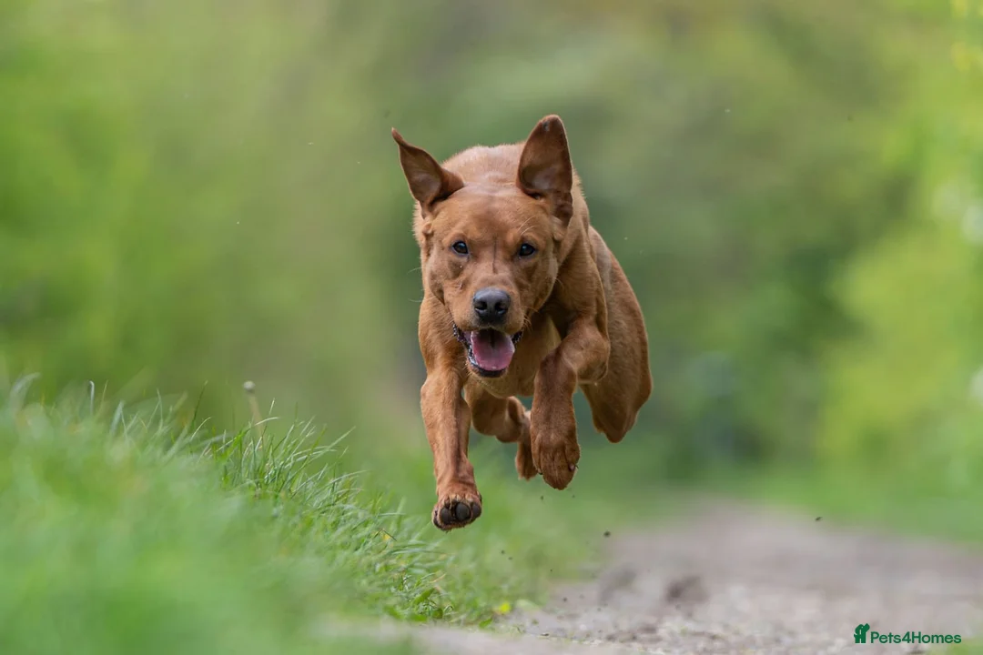 Labrador Retriever dogs for sale: KC Fox Red Labrador Retriever Puppies - Advert 17