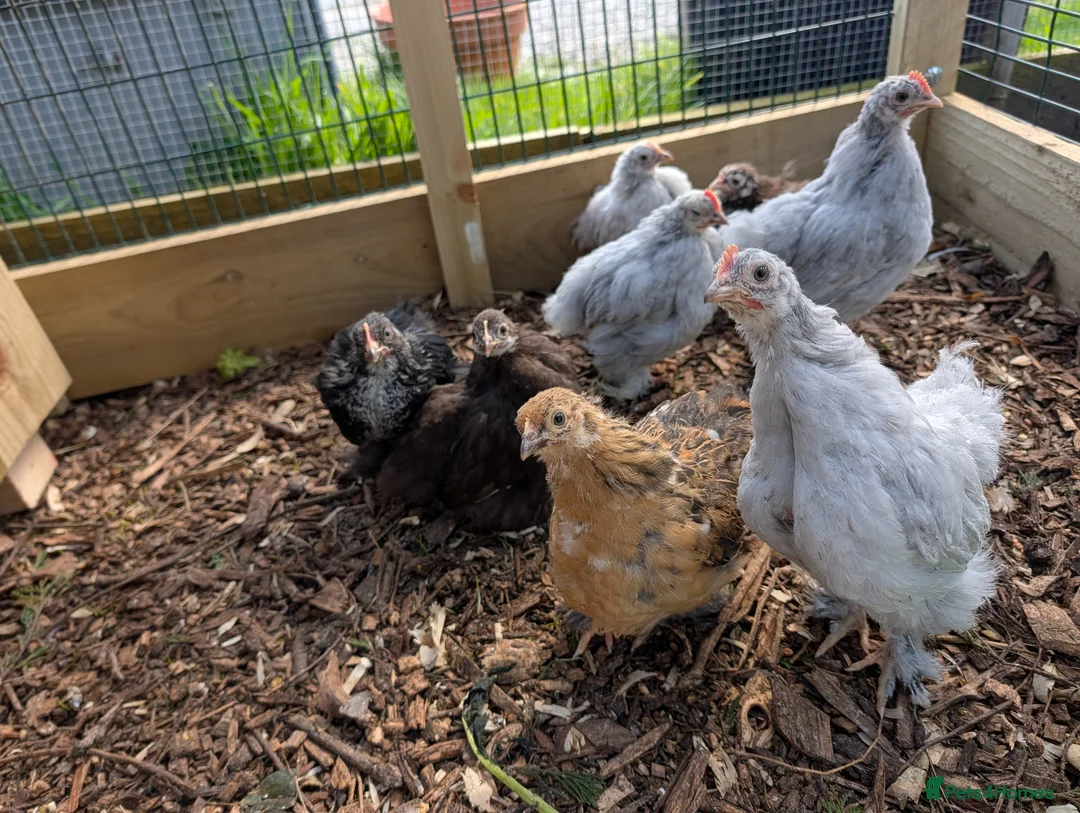 Chickens poultry for sale: Pekin bantams - Advert 2