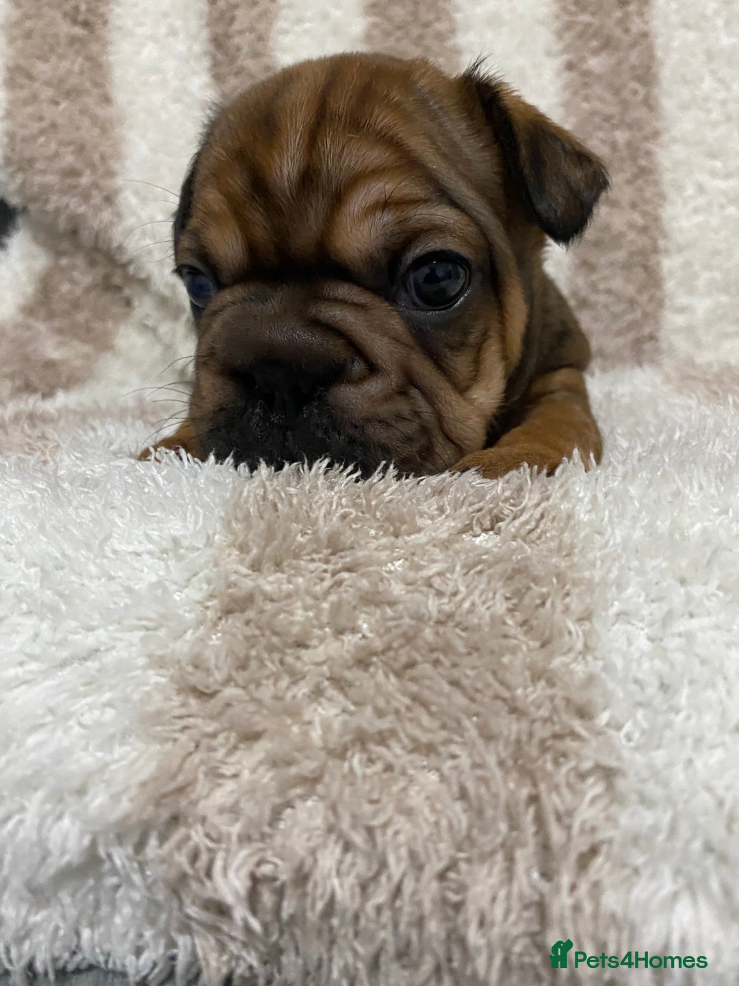 French Bulldog dogs for sale: BEAUTIFUL CHUNKY FRENCHIE PUPS - Advert 2