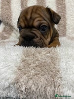 French Bulldog dogs BEAUTIFUL CHUNKY FRENCHIE PUPS - Advert 1