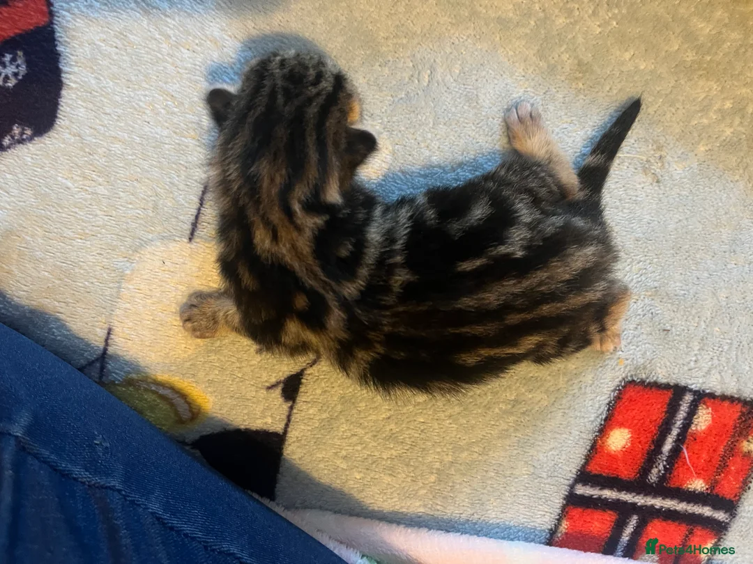 Mixed Breed cats for sale: Amber Bengal X shorthaired Black kittens in Cambridge - Advert 14