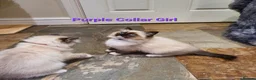Ragdoll cats for sale: Stunning GCCF Registered Ragdoll Kittens. - Advert 14