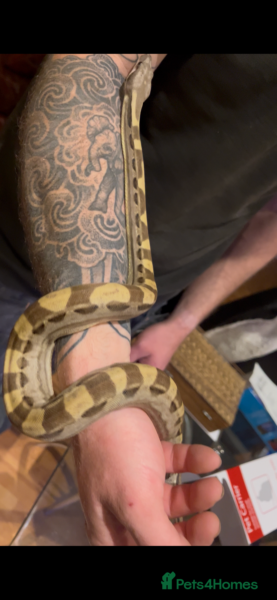 Boa Snake reptiles for sale: Boa constrictor for sale - Advert 3