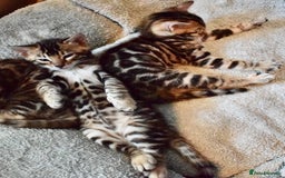 Bengal cats for sale: Beautiful Bengal kittens  - Image 14