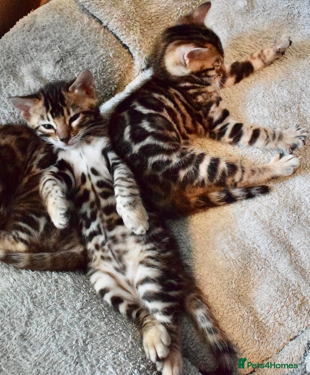 Bengal cats for sale: Beautiful Bengal kittens  - Image 14