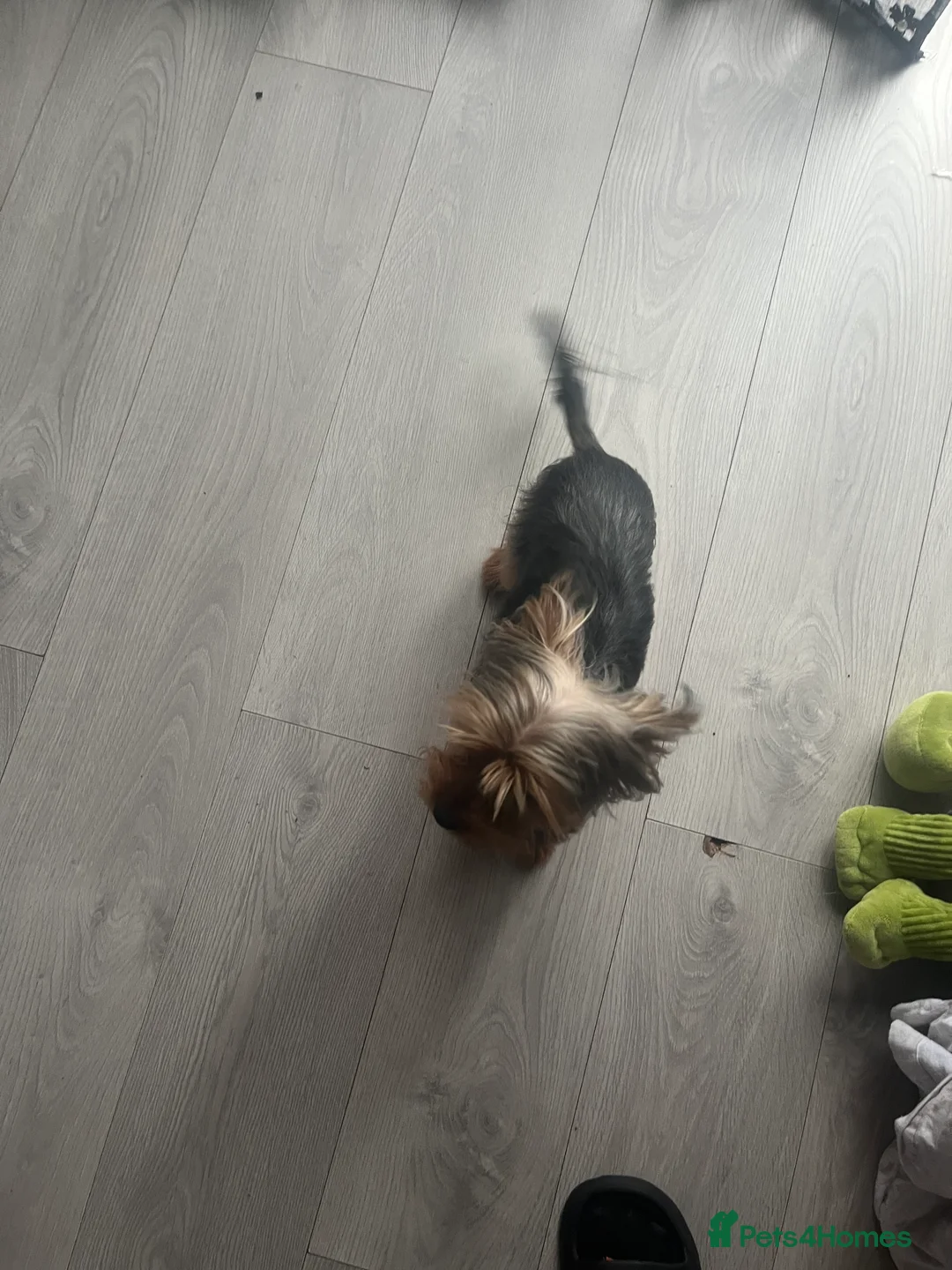 Yorkshire Terrier dogs for sale: Yorkshire Terrier female, 1 year old. - Advert 5