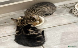 Bengal cats for sale: Tabby kittens  - Image 6