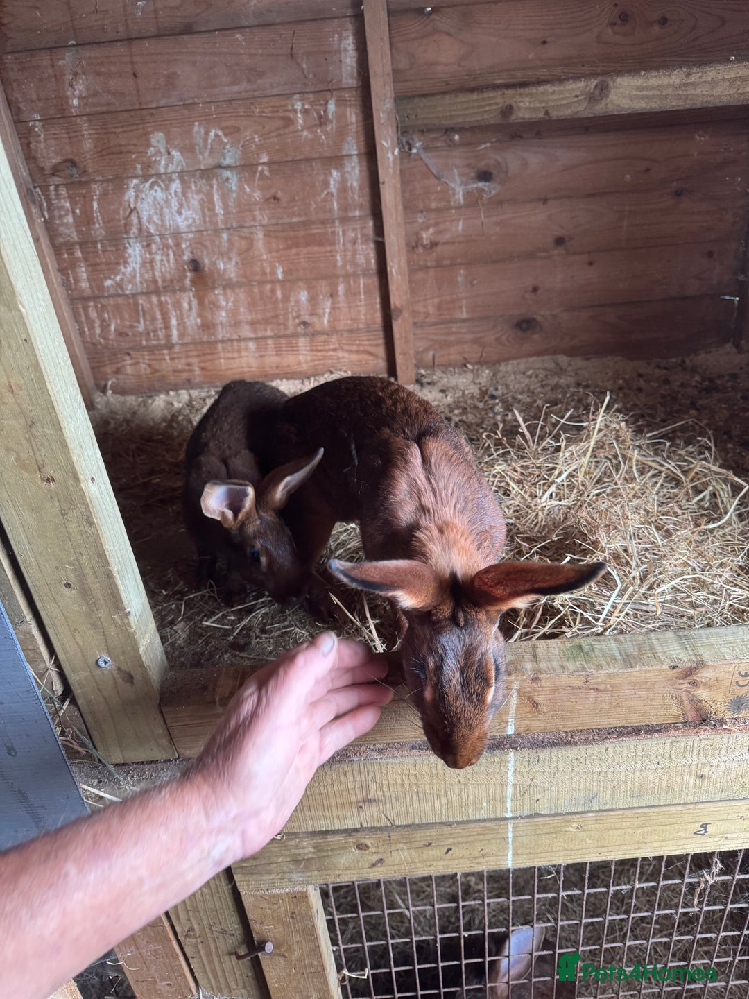 Belgian Hares rabbits for sale: 3 Belgian hares  - Image 3