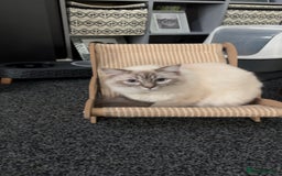 Ragdoll cats for sale: Ragdoll kittens  - Image 4