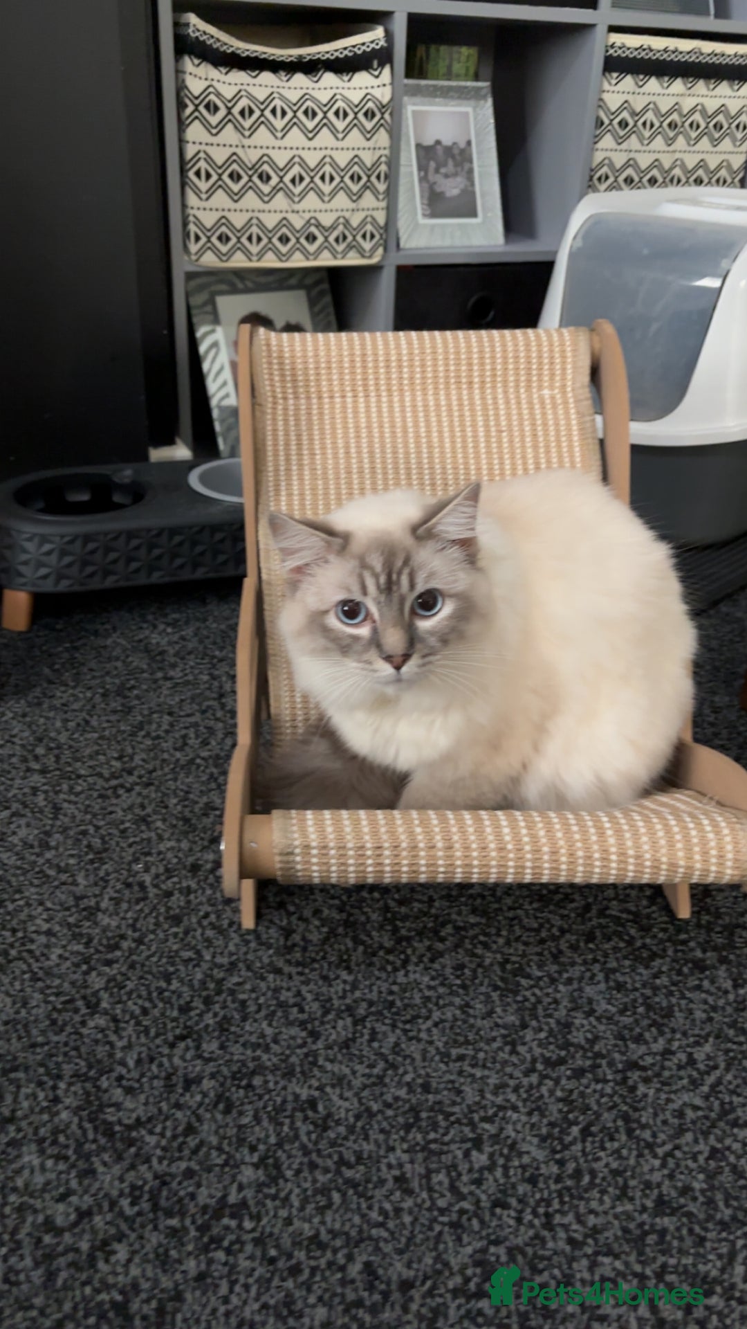 Ragdoll cats for sale: Ragdoll kittens  - Image 4