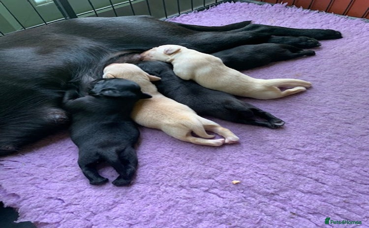Labrador Retriever dogs - Advert 1