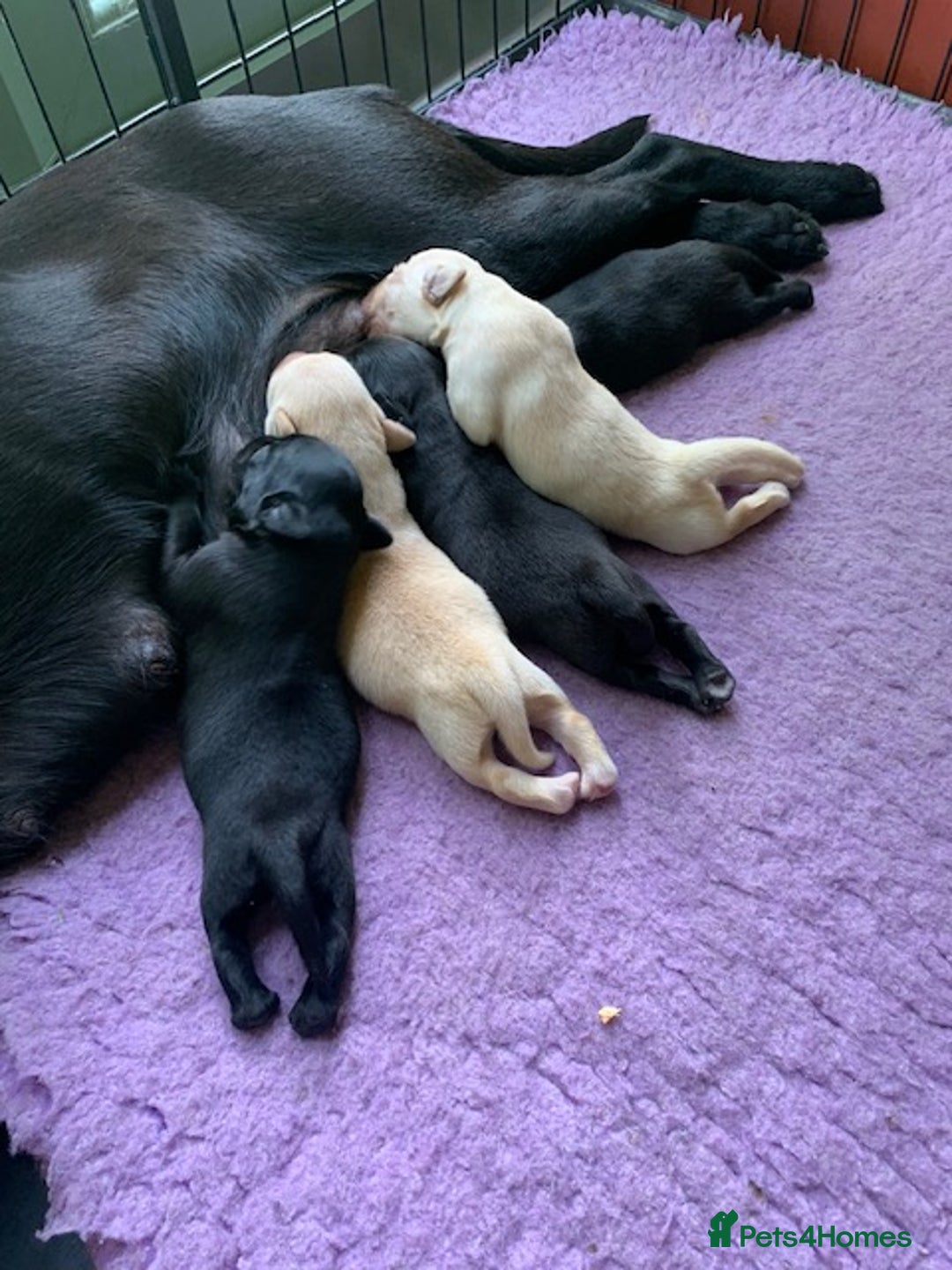 Labrador Retriever dogs for sale: Beautiful Quality Pedigree Labrador Puppies - Image 1