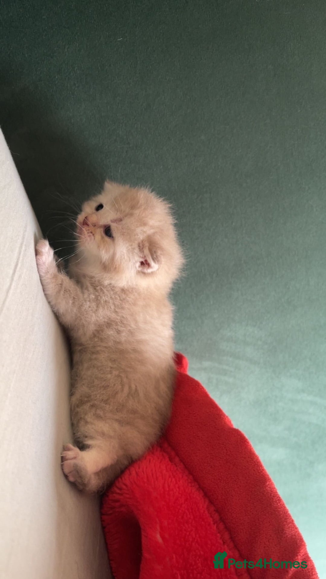 British Shorthair cats for sale: British shorthair Kittens - Image 8