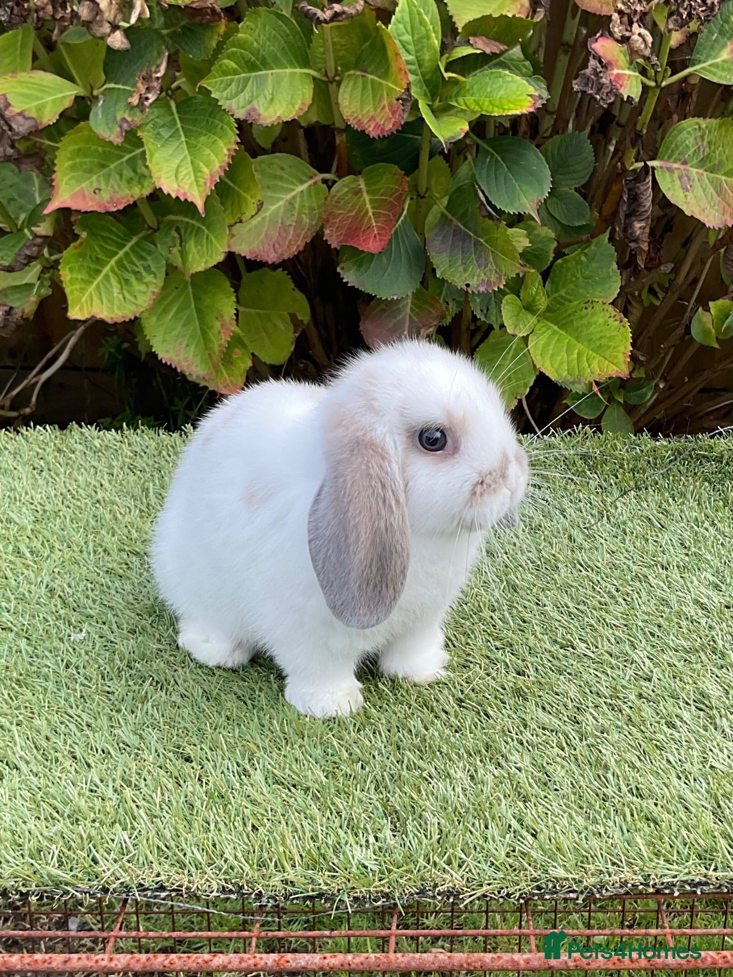 Mini Lop rabbits Pure bred mini lop . - Advert 1