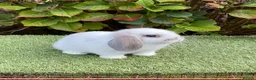 Mini Lop rabbits for sale: Pure bred mini lop . - Advert 1