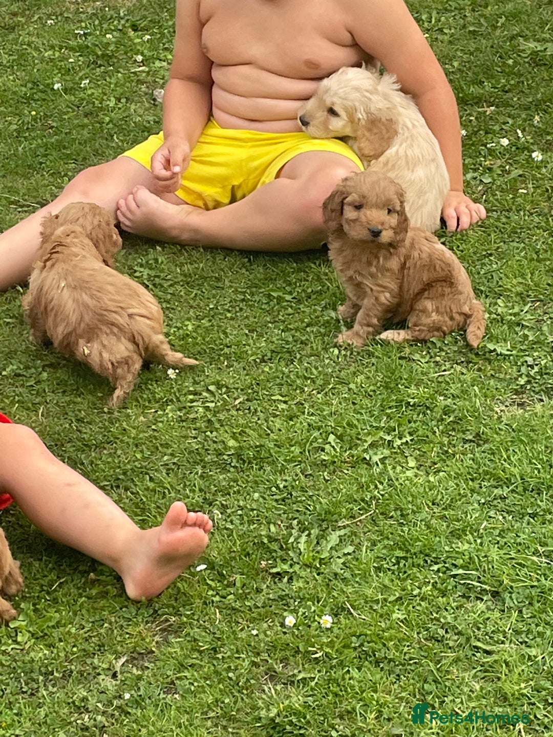 Cavapoo dogs for sale: 🐶 F1 top quality cavapoo puppies (toy poodle) 🐶  - Image 8