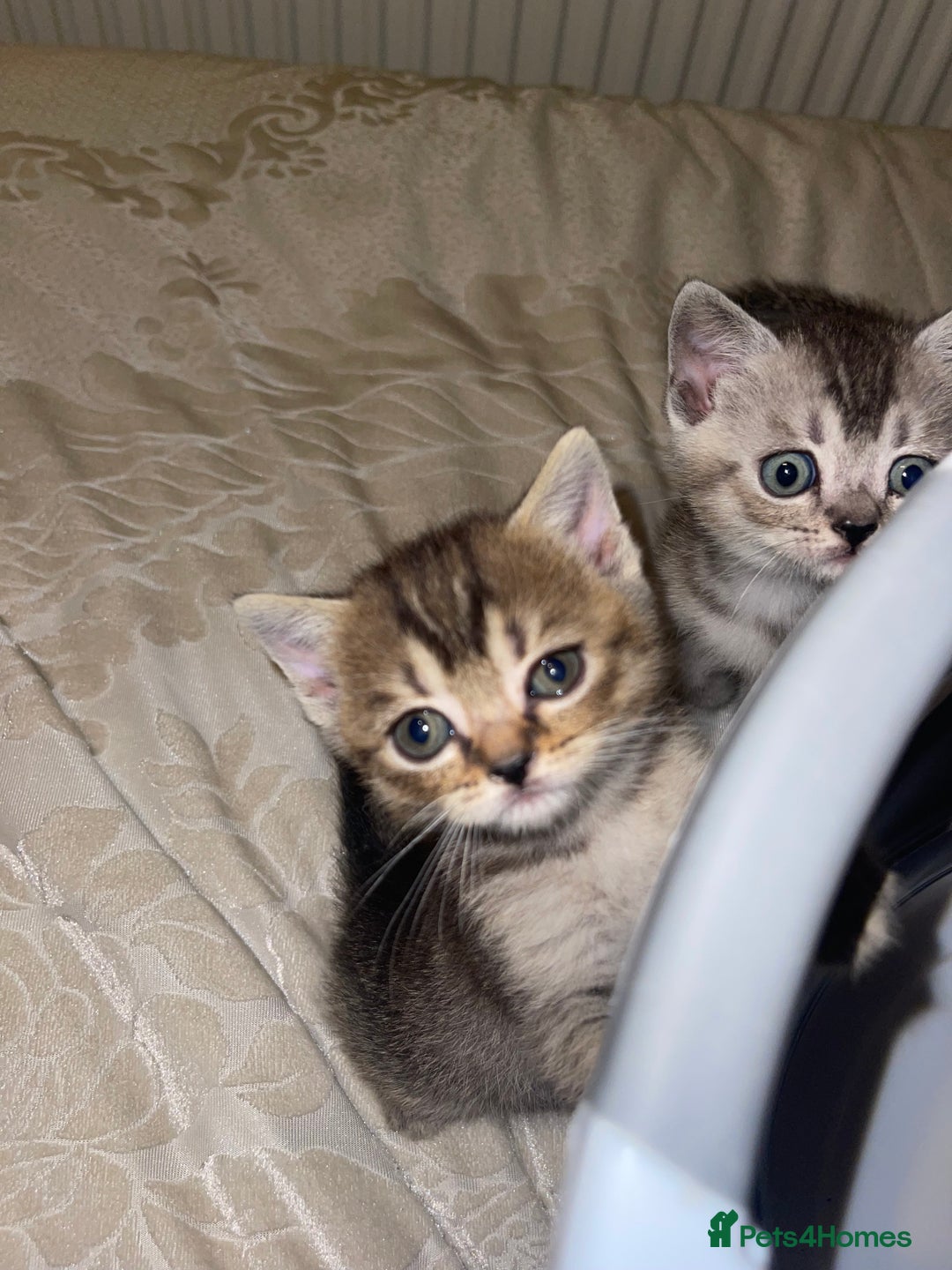 British Shorthair cats for sale: British short hair kittens - Image 16