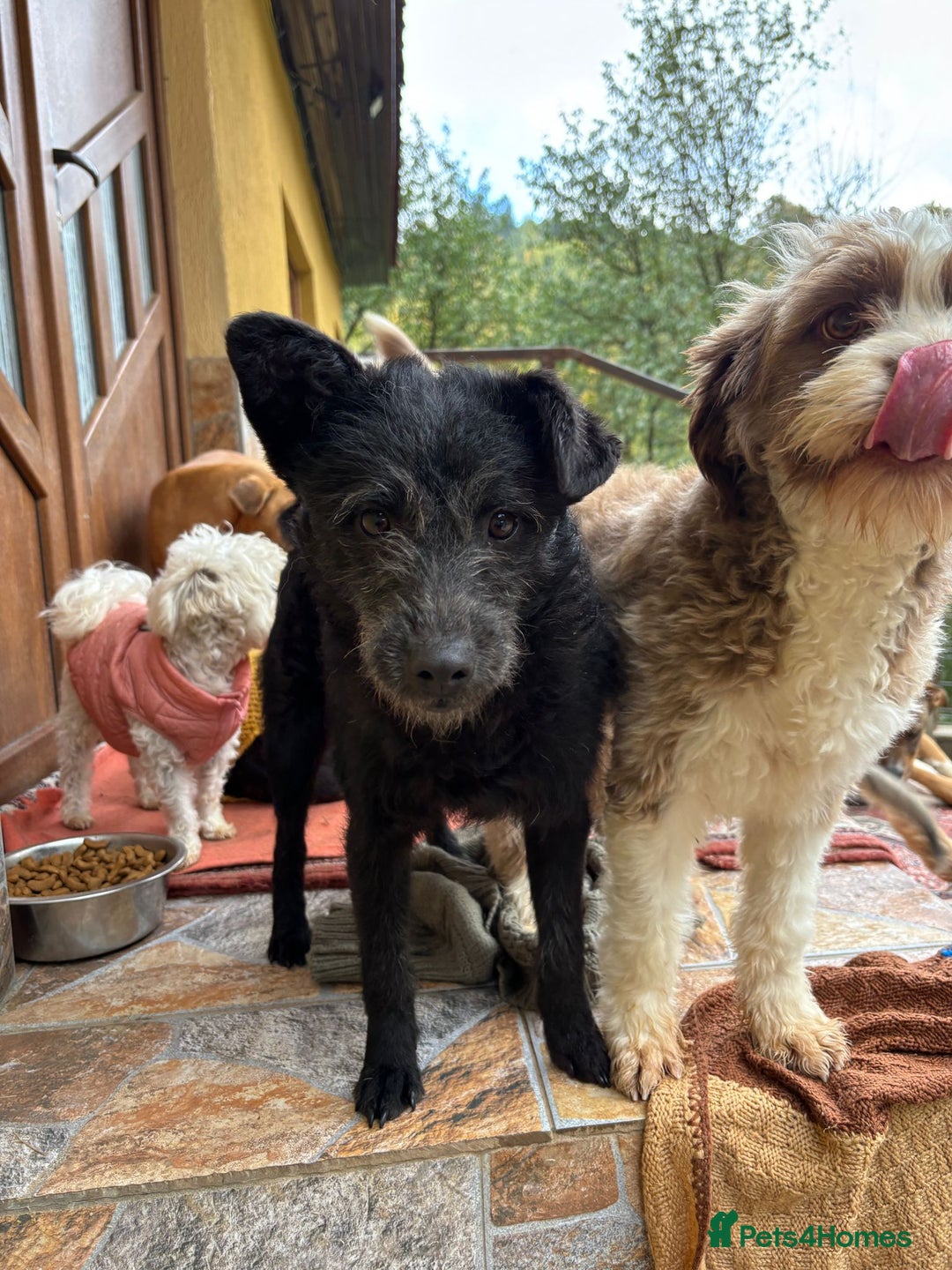 Mixed Breed dogs for adoption: Small dog needs a home! Meet Codi! - Advert 5