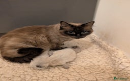 Ragdoll cats for sale: Ragdoll kittens - Image 2