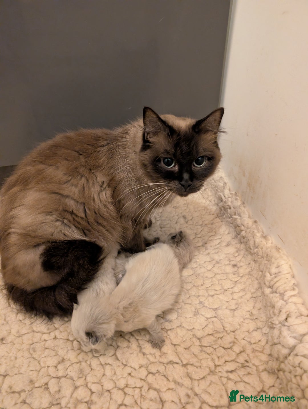 Ragdoll cats for sale: Ragdoll kittens - Image 2