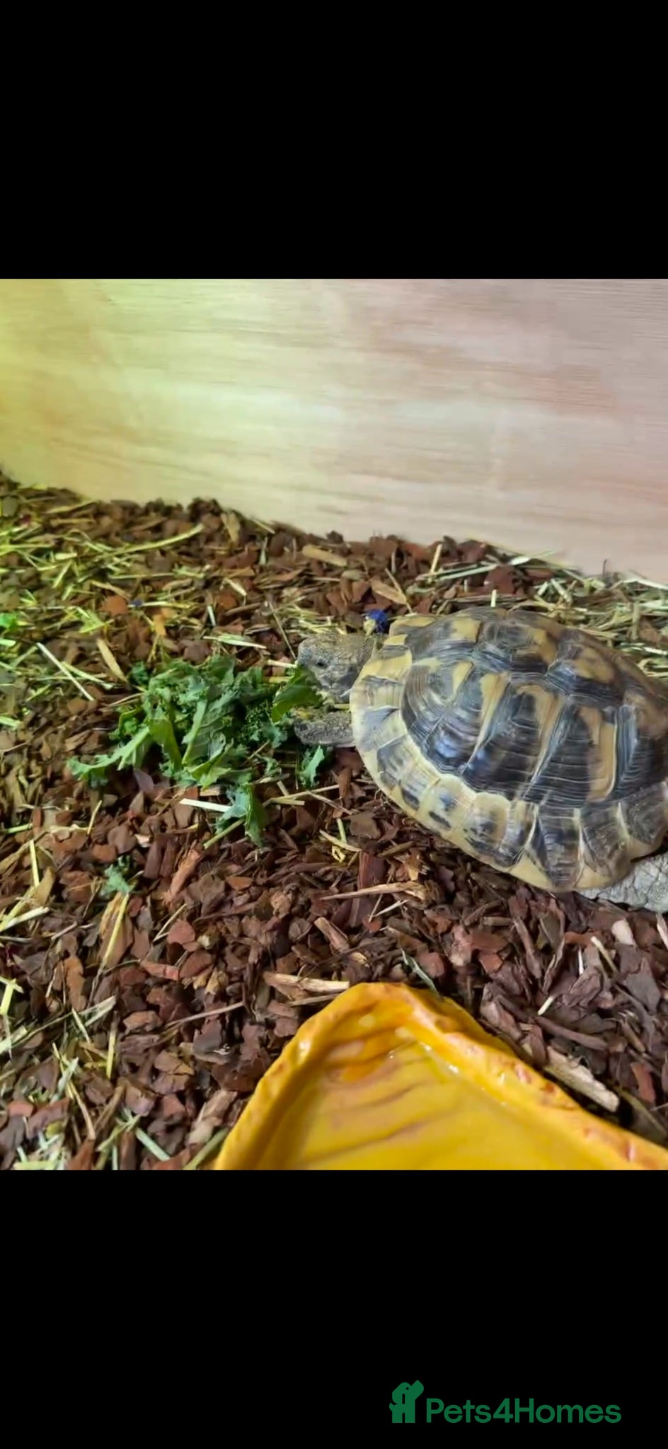 Hermann Tortoise reptiles Jack the tortoise  - Advert 5