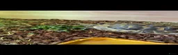 Hermann Tortoise reptiles for sale: Jack the tortoise  - Advert 1
