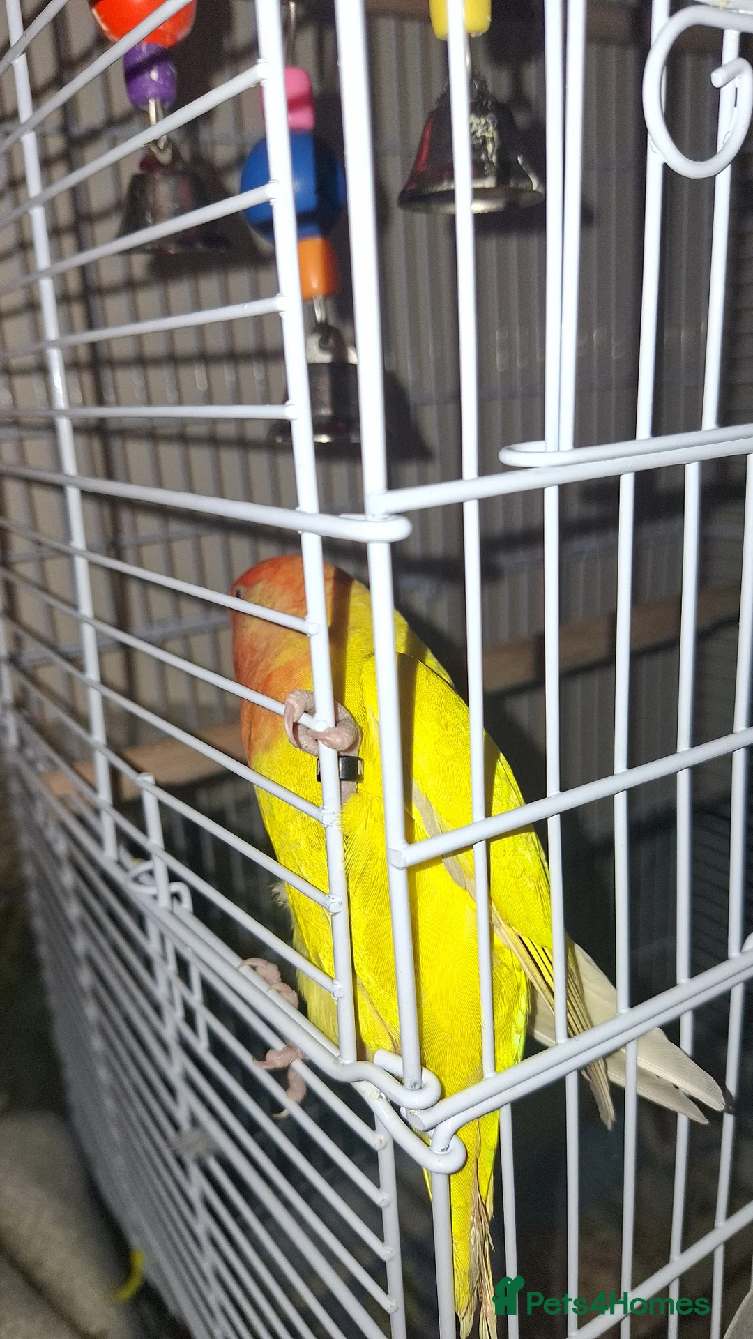 Lovebirds birds for sale: Lovebird for sale to good home  in Larkhall - Advert 3