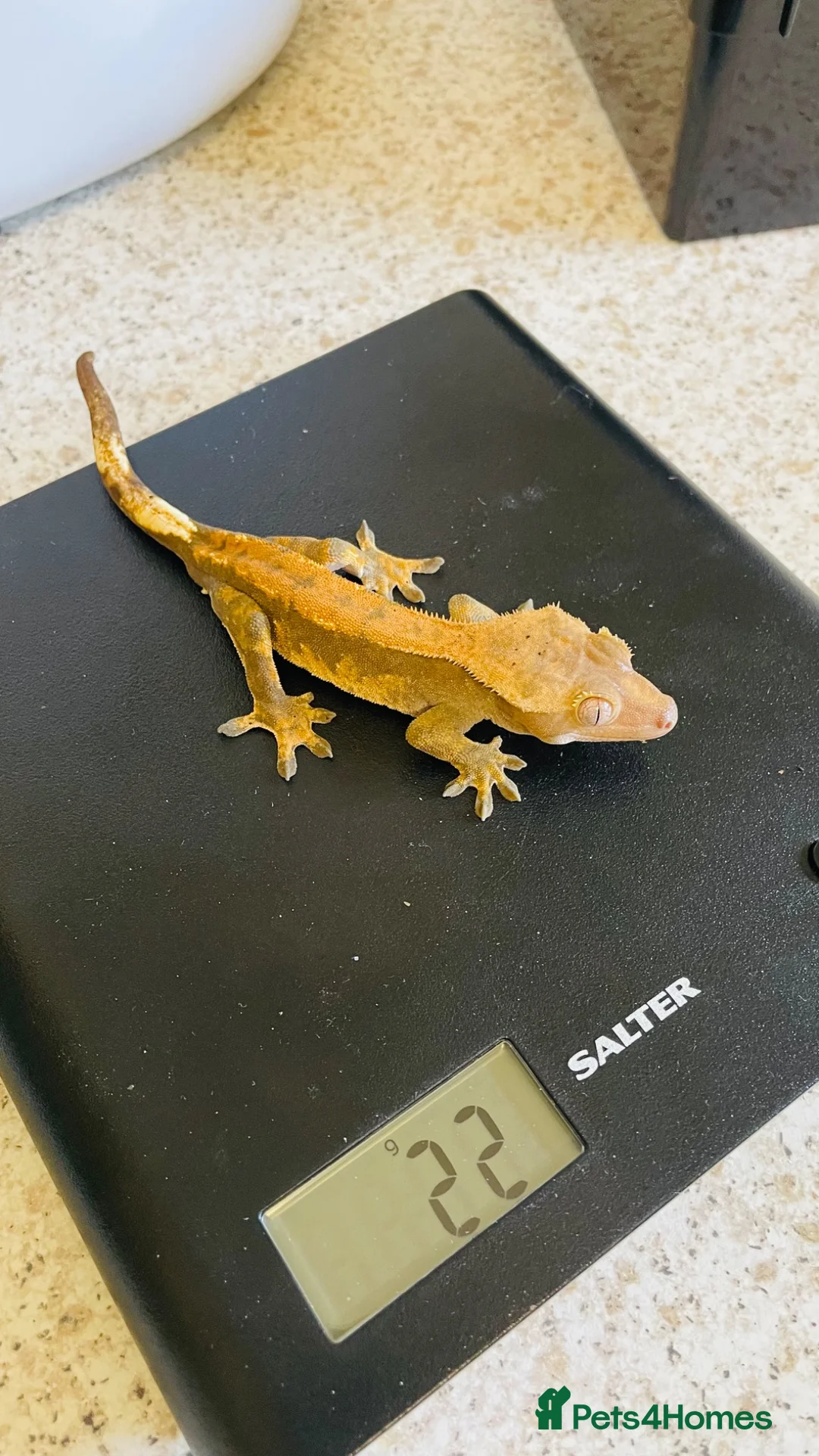Gecko reptiles for sale: Unrelated Male and Female Harlequin Crested Gecko  - Advert 6