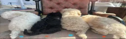 Miniature Poodle dogs for sale: Pedigree club registered Miniature poodles  - Advert 29